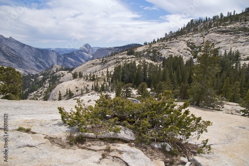 Trees and shrubs at Olmsted Point, Yosemite National Park, CA photo