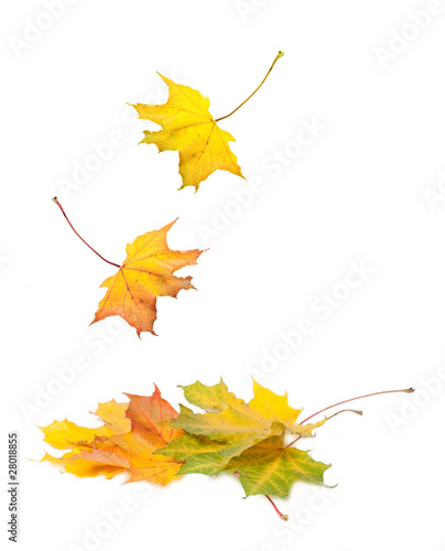 Beautiful maple winter leaves falling on white background