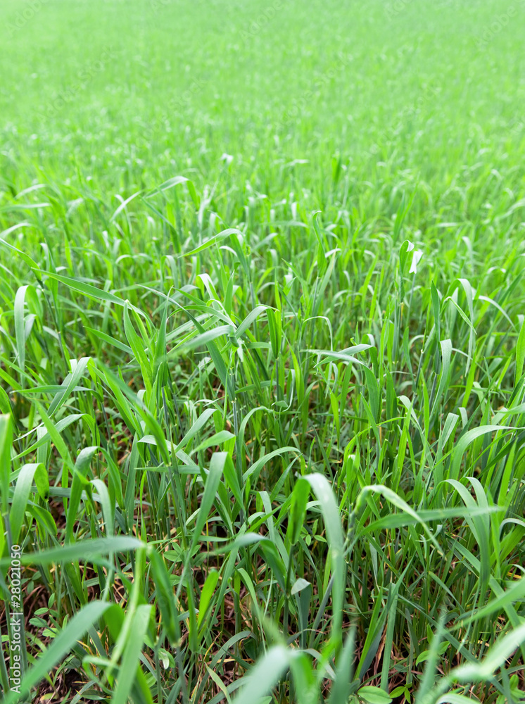 Young green grass Young green grass