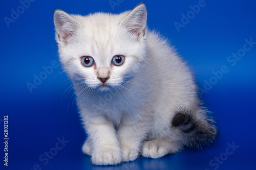 British kittens on blue backgrounds