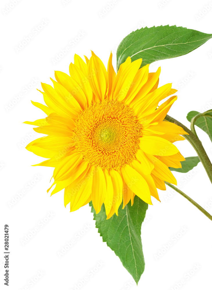 Fototapeta premium Sunflower