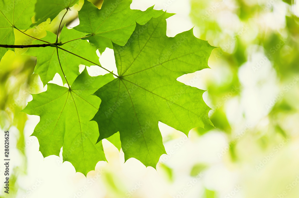 Green leaves of a maple Green leaves of a maple
