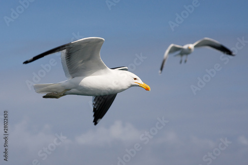 Gaviota © natursports