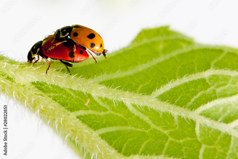 Fototapeta premium Coccinella 2