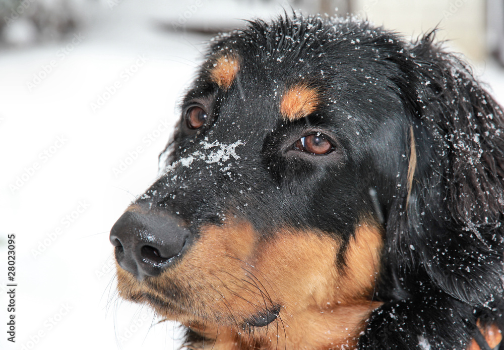 Cute howavart puppy in winter Cute howavart puppy in winter