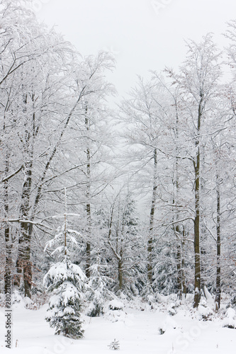 winter forest, Czech Republic © Richard Semik