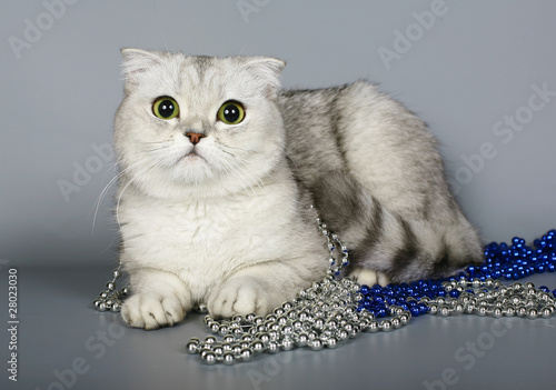 Scottish fold cat with decoration. photo