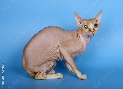 Sphynx cat on a blue background.