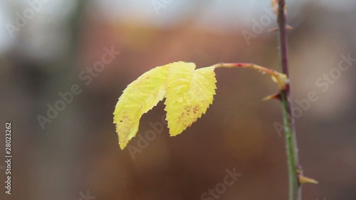 Autumn leafs on a rose bush