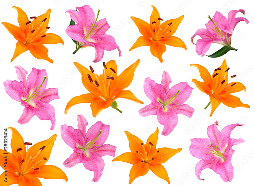 fleur lys