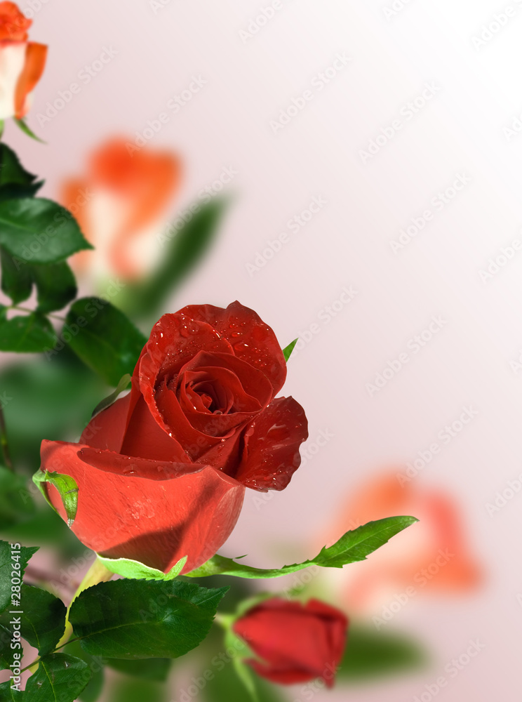 Fototapeta premium rose red