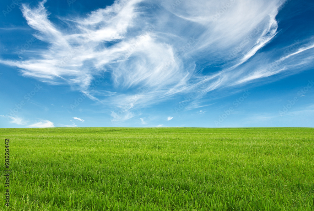 blue sky and green grass for successful advertisemen