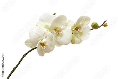Fototapeta Naklejka Na Ścianę i Meble -  white orchid isolated
