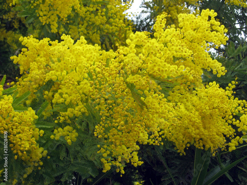 bouquet of yellow mimosa
