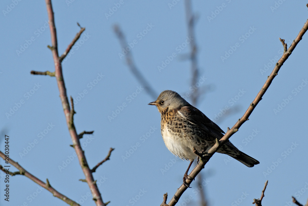 Fototapeta premium Turdus pilaris