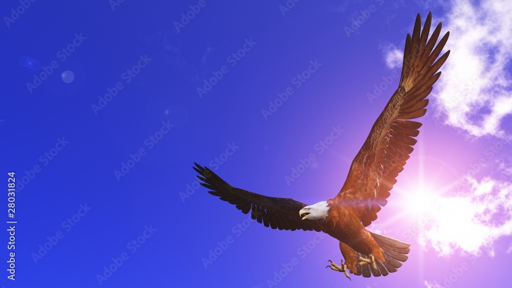 白頭鷲 Stock イラスト Adobe Stock 白頭鷲 Stock イラスト Adobe Stock