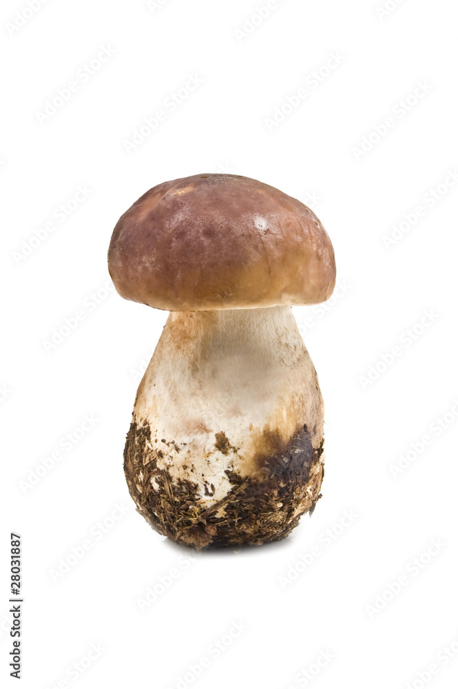 forest mushroom forest mushroom