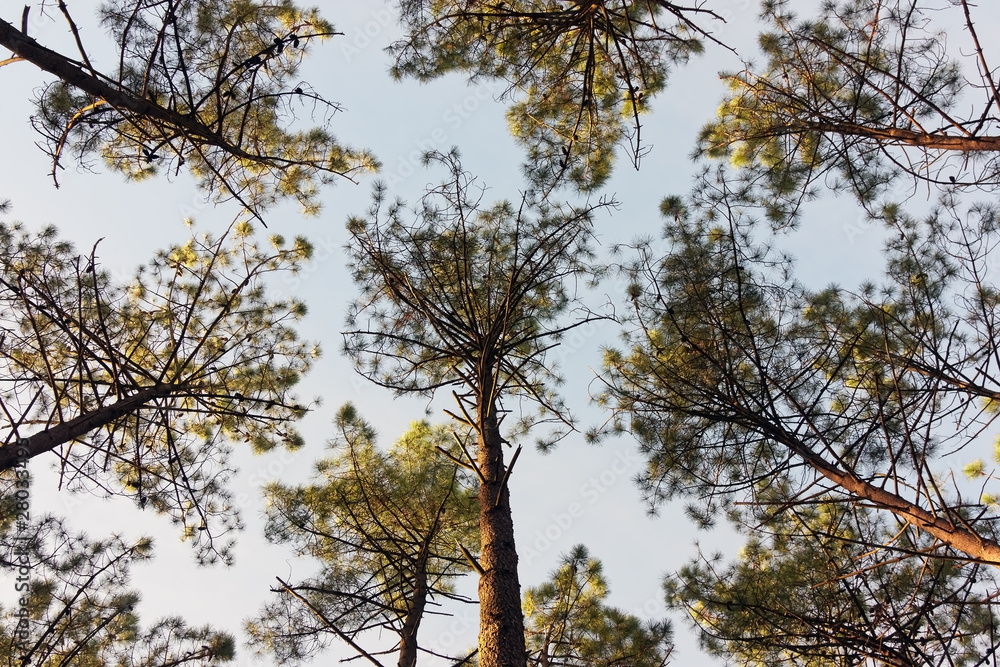 Fototapeta premium Bellow Pine Trees