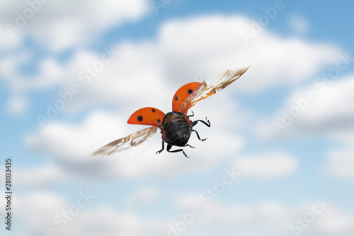 Fotografiet Flying ladybug in the sky