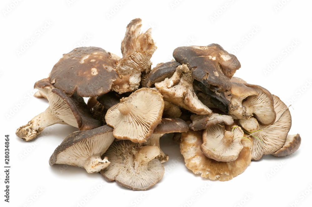 oyster mushrooms on white background oyster mushrooms on white background