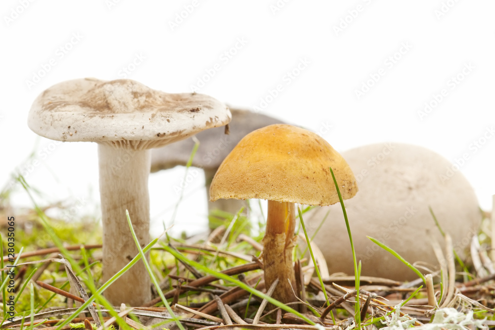 wild mushrooms wild mushrooms