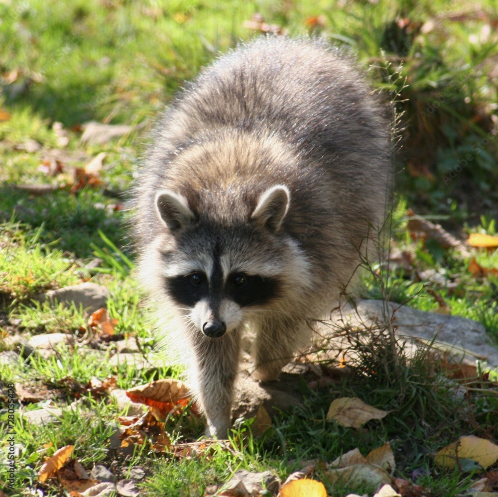 Naklejka premium petite promenade