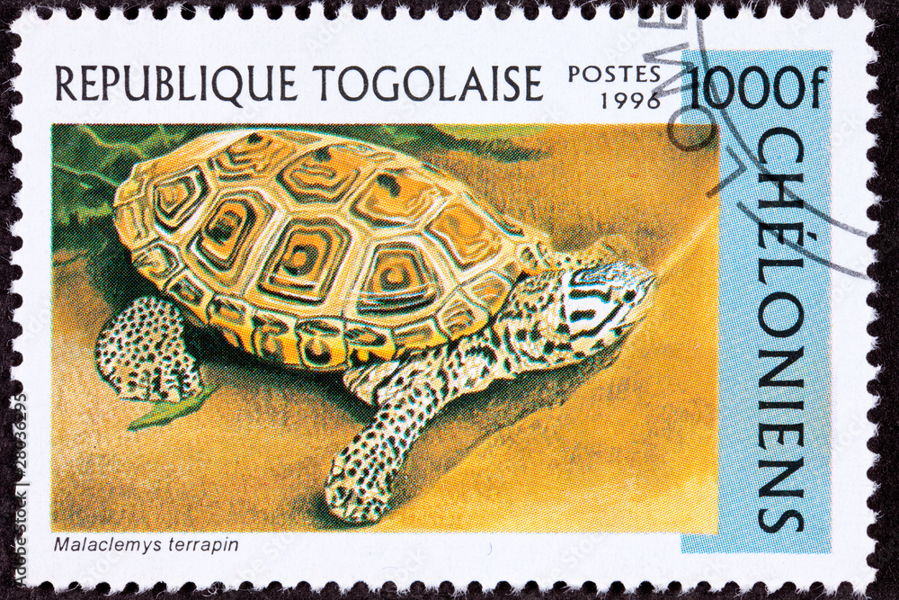 Obraz premium Togo Postage Stamp Spotted Diamondback Terrapin, Malaclemys Sand