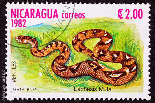 Postage Stamp Bushmaster Snake Venomous Pit Viper Lachesis Muta photo