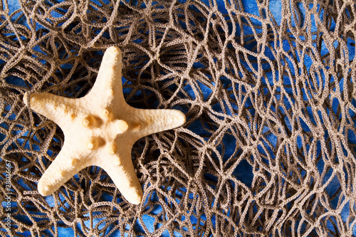 Sea star on fishing net