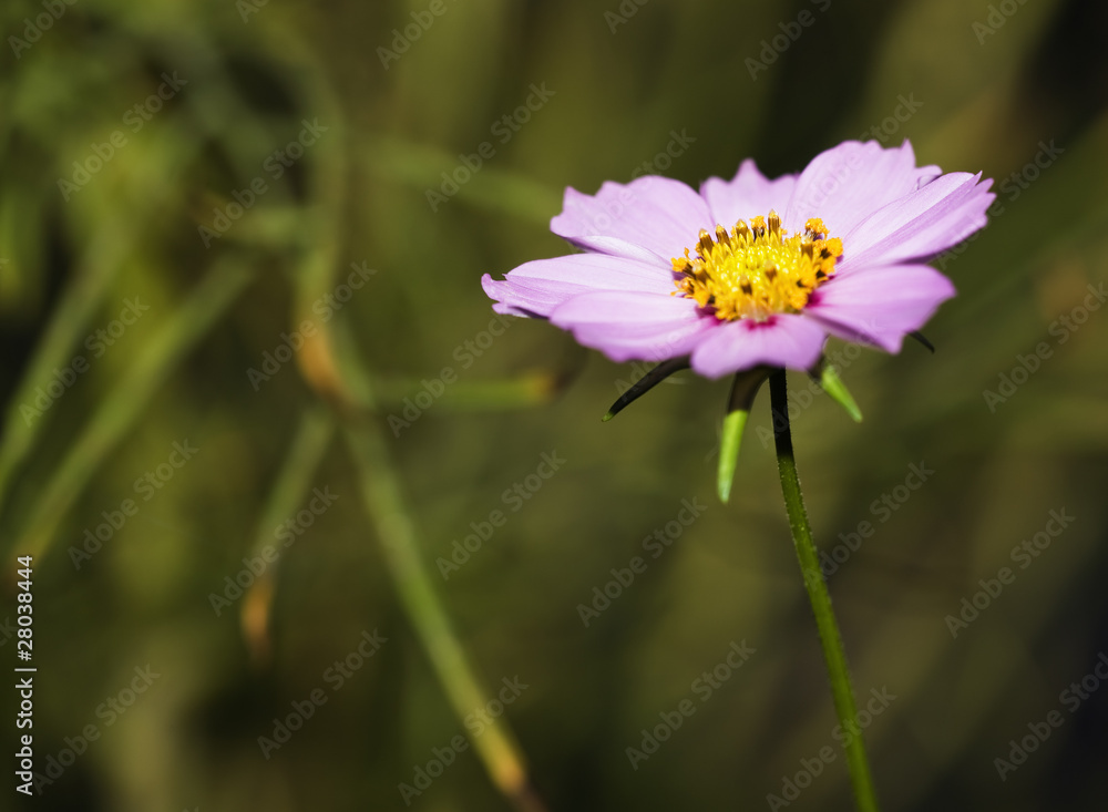 Cosmos Cosmos