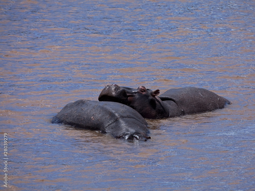 Hippo Heaven Hippo Heaven