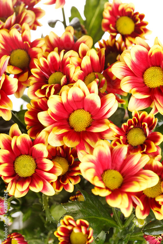 Chrysanthemum Flowers