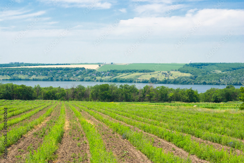 Summer landscape in Ukraine.