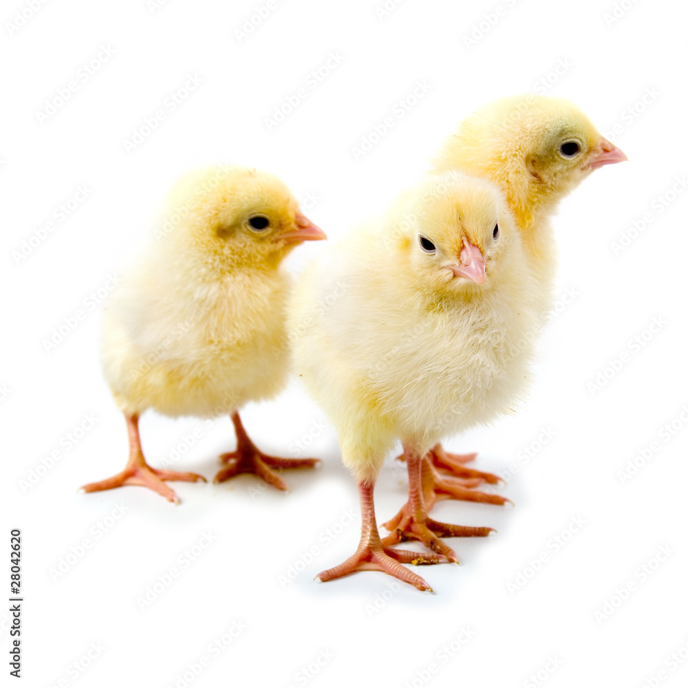 Fototapeta premium Yellow chickens