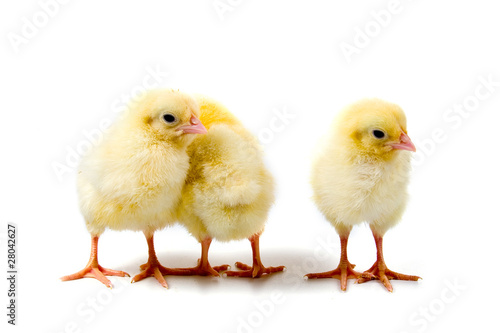 Yellow chickens