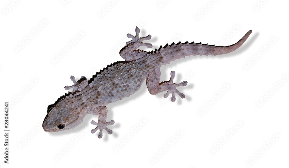 Naklejka premium Mauergecko