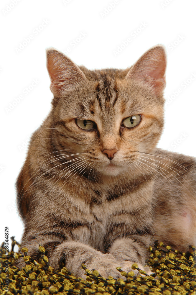 Obraz premium Muso di mamma gatta