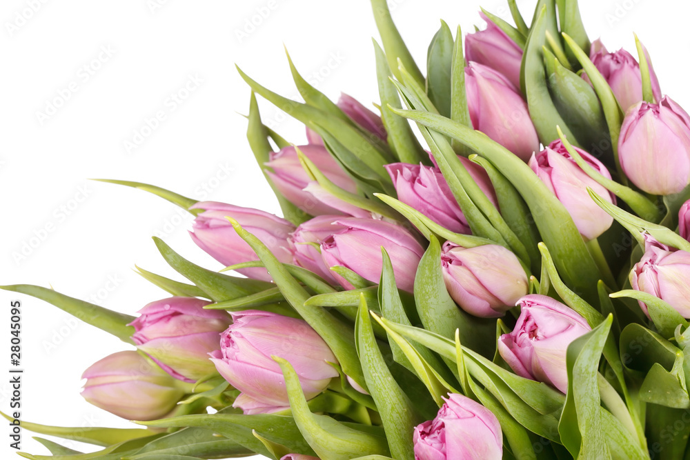 beautiful tulips beautiful tulips