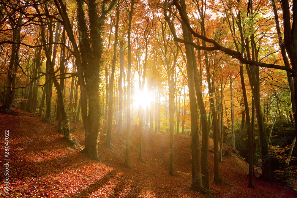 Sun shining through an autumn forest. - obrazy, fototapety, plakaty 