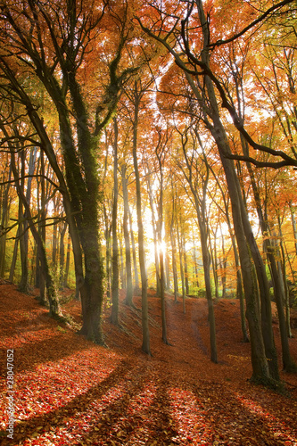 Sun beams through an autumn forest. #28047052