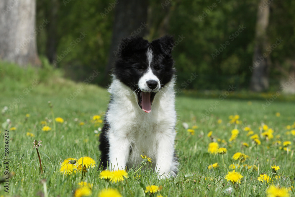 puppy border collie outside