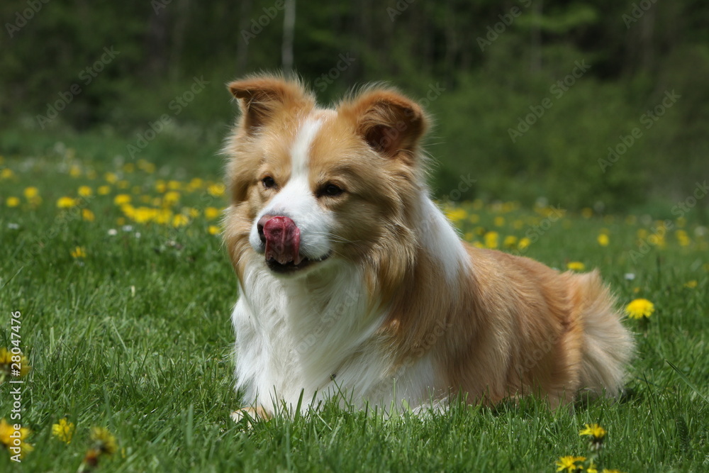 border collie allongé de face gueule ouverte border collie allongé de face gueule ouverte