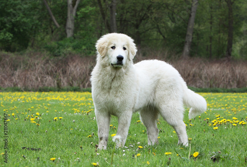 beautiful pyrenean mountain dog - patou debout
