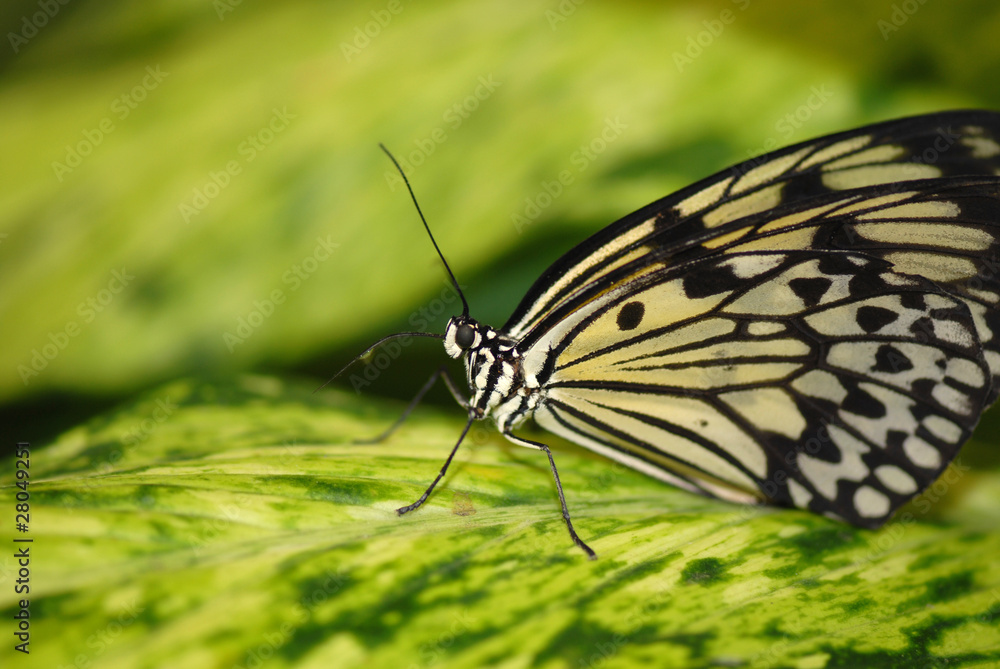 Naklejka premium Bazillian Butterfly