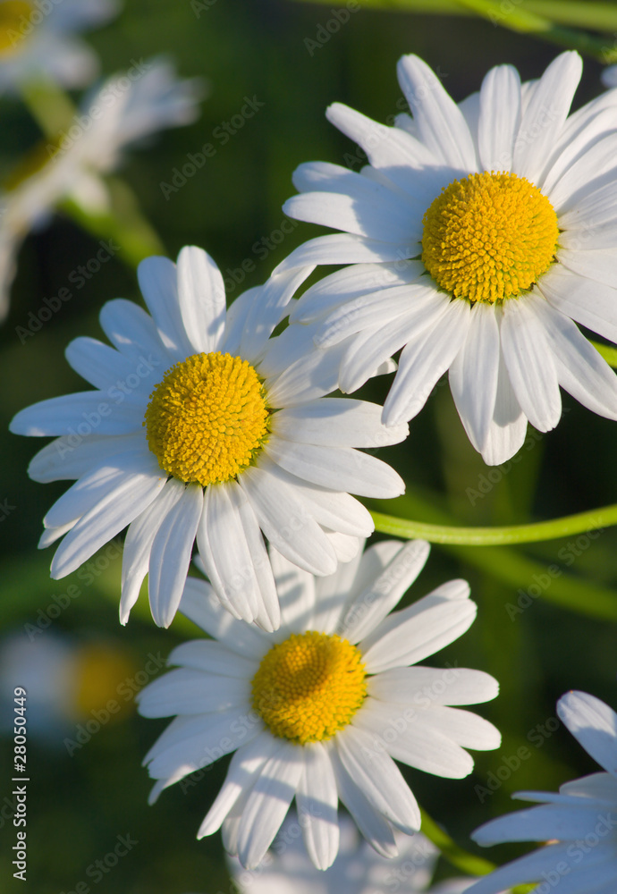 white garden camomiles white garden camomiles