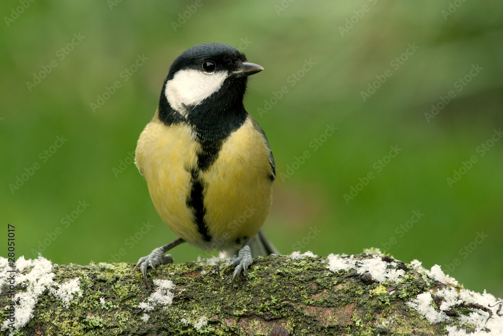 Fototapeta premium Great tit