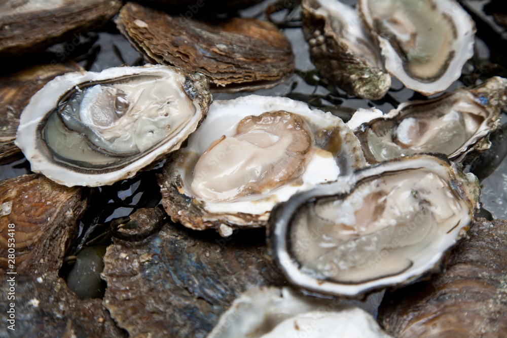 Fresh oysters are laid out on the ice. Fresh oysters are laid out on the ice.
