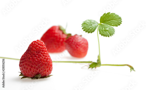 Three strawberries and sprout with runner