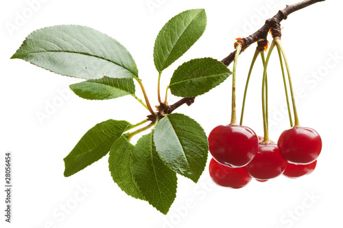 Bild auf Leinwand Early dew on cherry brunch with foliage