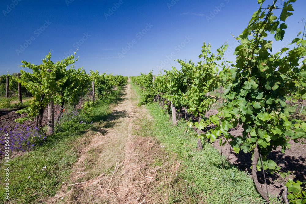 A vineyard field in Czech republic